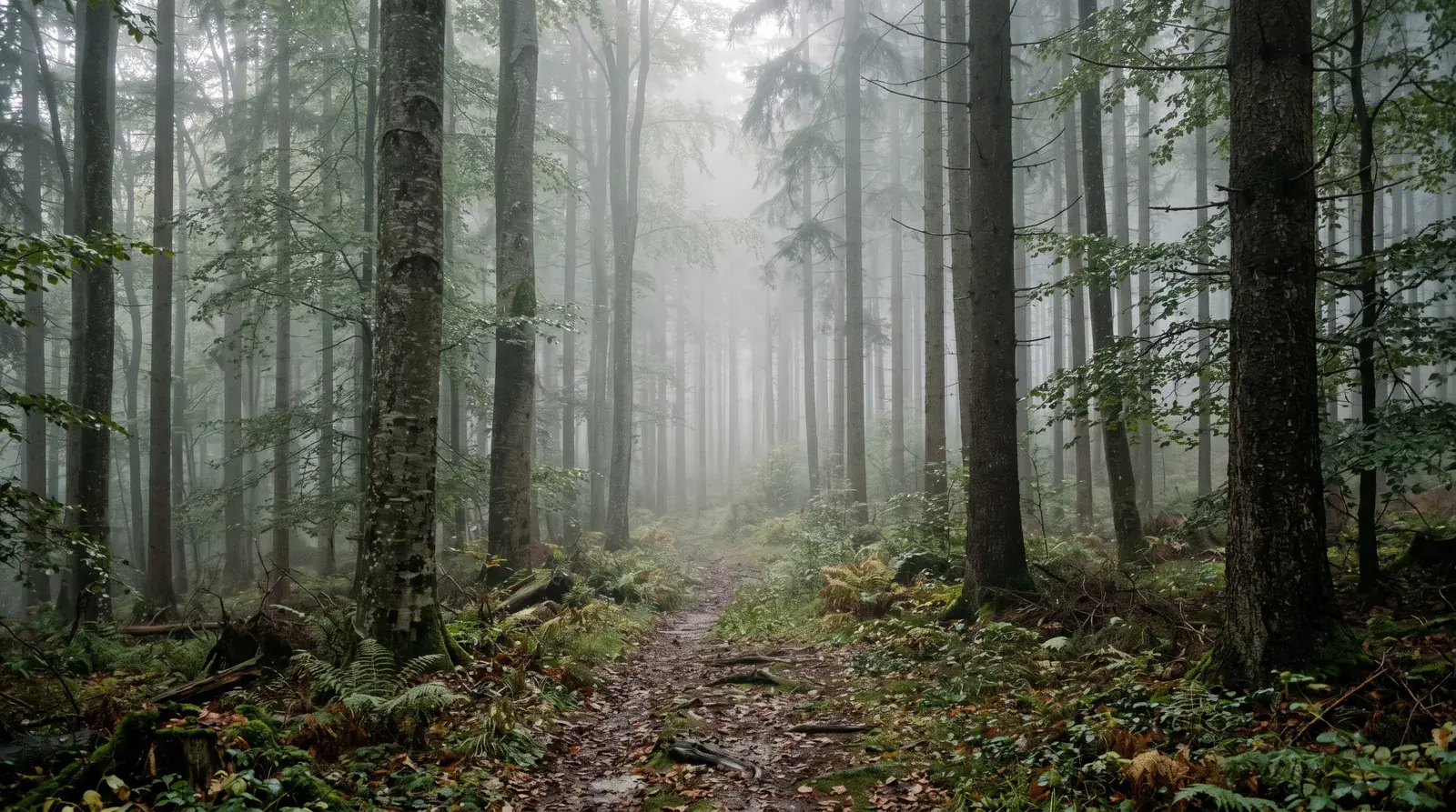 Nebelverhangener Mischwald in der Region Hemau
